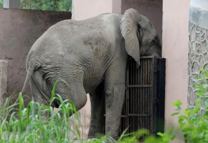 দিল্লির একমাত্র আফ্রিকান হাতি শঙ্করের একাকী জীবন ও মৃত্যু