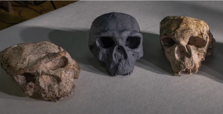 চীনে আবিষ্কৃত মাথার খুলি মানব বিবর্তনের সময়রেখাকে চ্যালেঞ্জ করছে