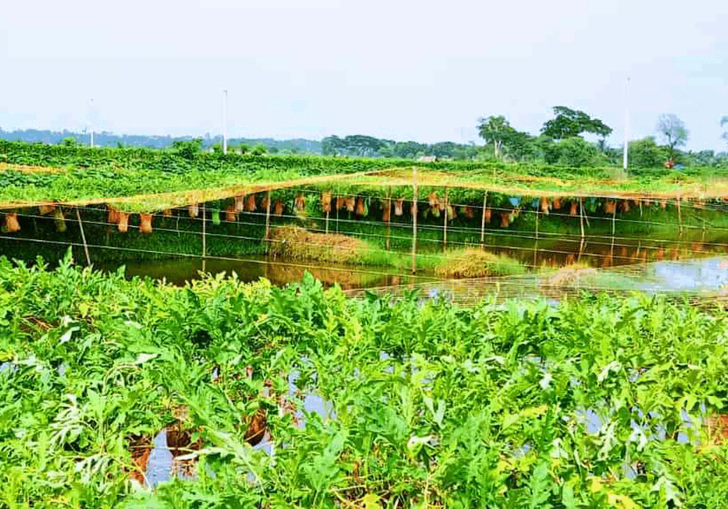 বেতনা নদীর নবজন্ম: সাতক্ষীরায় জলাবদ্ধতা হারিয়ে সবুজ বিপ্লব