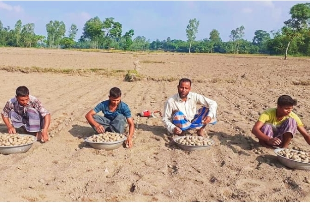 ঝুঁকির মাঝে আশার আলু: নীলফামারীর চাষিরা লড়াই করে স্বপ্ন বুনছেন