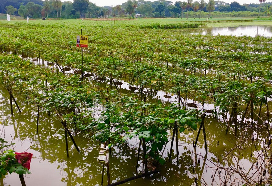 সবজির রাজ্যে চাষিদের স্বপ্ন ভেঙেছে টানাবৃষ্টি