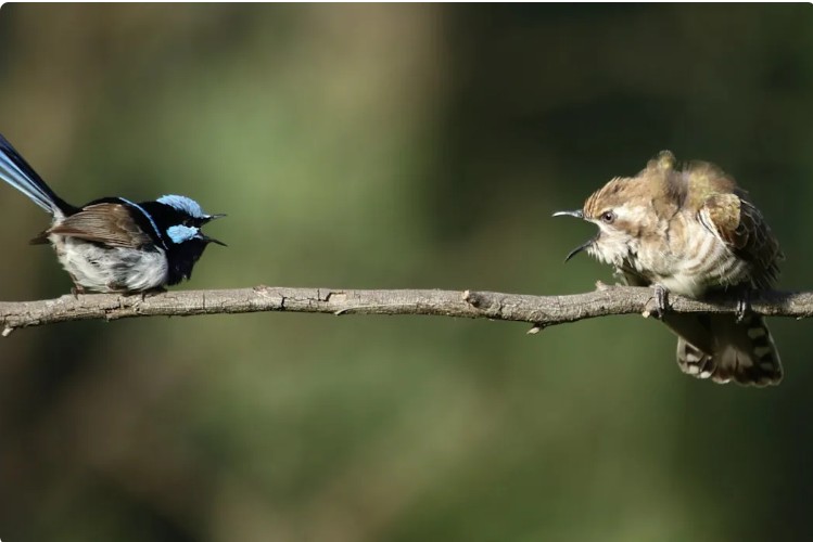 পৃথিবীর সব পাখিই একই ধরনের ডাক ব্যবহার করে হুমকির সতর্কবার্তা দেয়