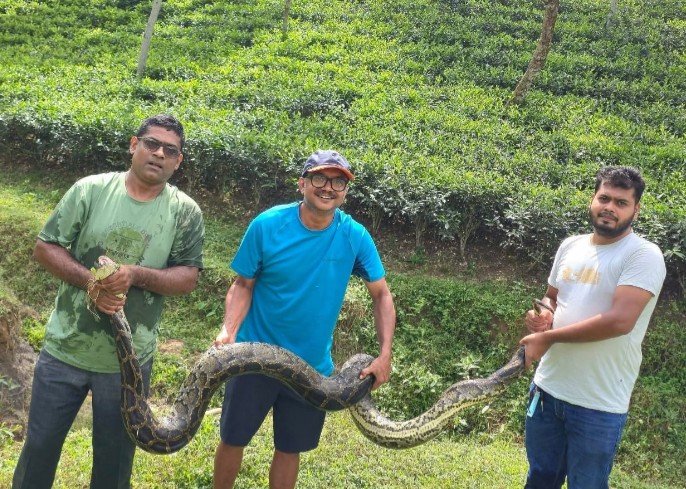 শ্রীমঙ্গলের চা বাগানে ১২ ফুট লম্বা দানবীয় অজগর