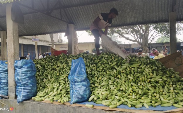 শশার ফলনে জয়পুরহাটে আনন্দের ঢেউ