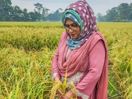 জিএইউ ধান-৩: গাজীপুর কৃষি বিশ্ববিদ্যালয়ের স্বপ্নের ফসল, বাংলার কৃষিতে নতুন আলো