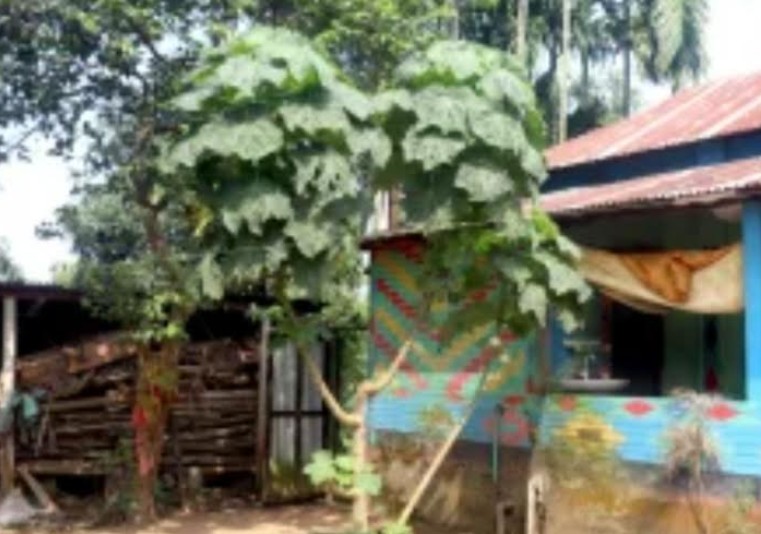 ঢেঁড়স গাছের অবিশ্বাস্য উচ্চতা