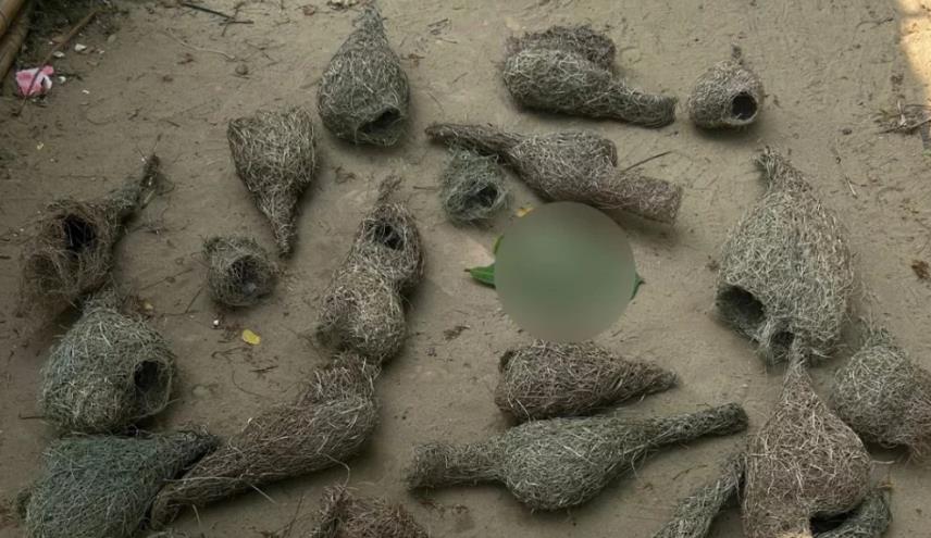 চট্টগ্রামে ধান খাওয়ায় মেরে ফেলা হলো বাবুই পাখির ৩০ ছানা