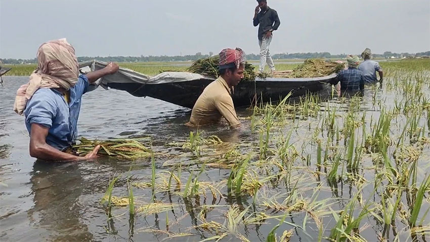 পানির নিচে অর্ধলক্ষ হেক্টর জমির ধান, উৎপাদন নিয়ে শঙ্কা
